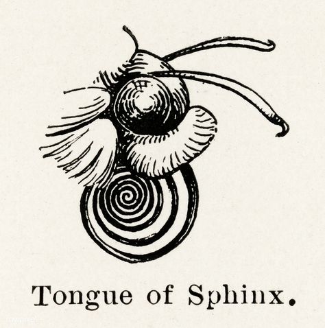 Tongue of Sphinx from Moths and butterflies of the United States (1900) by Sherman F. Denton (1856-1937). Digitally enhanced from our own publication. | free image by rawpixel.com Butterfly Tongue, Tasteful Tattoos, Side Tattoos, Download Free Images, Image Photography, Vintage Painting, Vintage Images, Image Illustration, Vintage Illustration