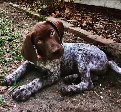 14 Things Only German Shorthaired Pointer Owners Understand German Shorthaired Pointer Black, Gsp Dogs, Shorthair Pointer, Gsp Puppies, German Shorthaired Pointer Dog, Pointer Puppies, German Shorthair, Shorthaired Pointer, German Dogs