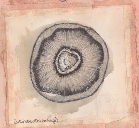 mushroom. biro. college work. lydia wallace. Mushroom Spores, Tracing Art, College Work, Gcse Art, Mushroom Art, Natural Forms, Art Pages, Stuffed Mushrooms, Sketch Book