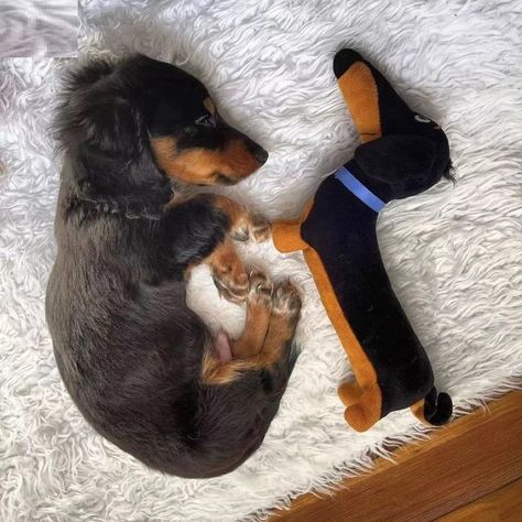 Dachshund Love Stuffed Animal Plush Toy Toy Dachshund, Arte Dachshund, Tan Fabric, Baby Horses, Dachshund Gifts, Dachshund Lovers, Dachshund Puppies, Themed Gifts, Dachshund Puppy