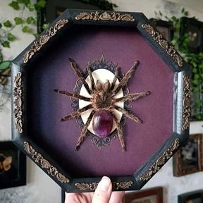 Home | Tarantulabox Entomology Taxidermy, Tarantula Taxidermy, Bird Eating, Goliath Beetle, Giant Bamboo, Emperor Moth, The Paper Kites, Real Spiders, Deaths Head Moth