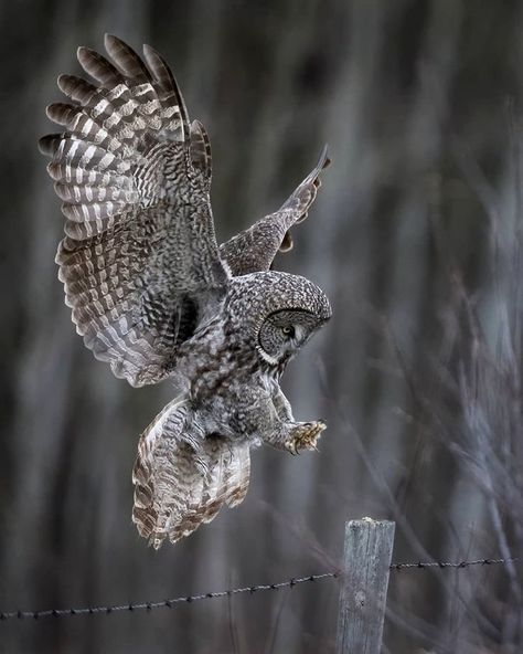 Great Gray Owl 🦉 Great Grey Owl Drawing, Great Grey Owl Tattoo, Owl Landing, Great Gray Owl, Floral Mandala Tattoo, Mandala Tattoo Sleeve, Androgynous Models, Grey Owl, White Ink Tattoo