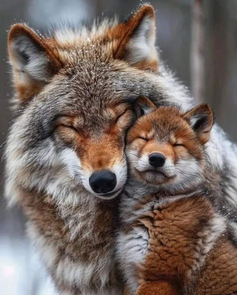 Regnul Animal, Wild Animals Pictures, Wolf Photos, Beautiful Wolves, Majestic Animals, Lone Wolf, Animal Facts, Wolf Dog, Cute Wild Animals