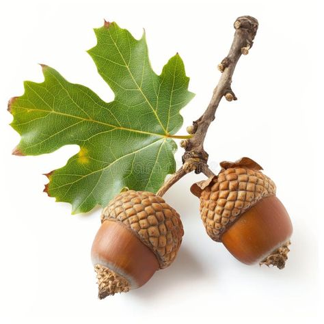 Oak Branch with Acorns and Leaf Isolated on White stock photos Oak Branch, Acorn Leaf, Oak Leaves, White Stock, Oak Leaf, Botanical Drawings, Vibrant Green, A White Background, Botany