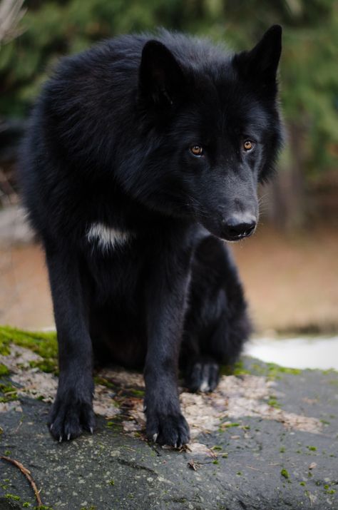 Alaskan noble companion dog <3 I am going to get one of these beautiful canines one day :) ~Vixenn Dog Spirit, Real Wolf, Wolf Shifter, Wolf World, Wolf Photos, Wolf Love, Wolf Pictures, Beautiful Wolves, Companion Dog