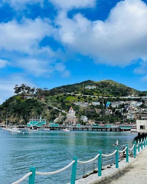 Catalina Island Santa Catalina Island, Summer Pins, Summer Board, Honey Moon, Santa Catalina, Catalina Island, Summer 24, Bougainvillea, California Travel