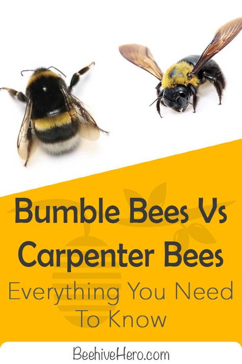 Bumblebees vs carpenter bees—they share a few similarities, but we’re here to look at their differences. Click the pin to learn more about their individual characteristics and how to distinguish them. Bee Identification, Different Bees, Garden Wildlife, Types Of Bees, Wood Bees, Chicken Tractors, Worker Bee, Solitary Bees, Carpenter Bee