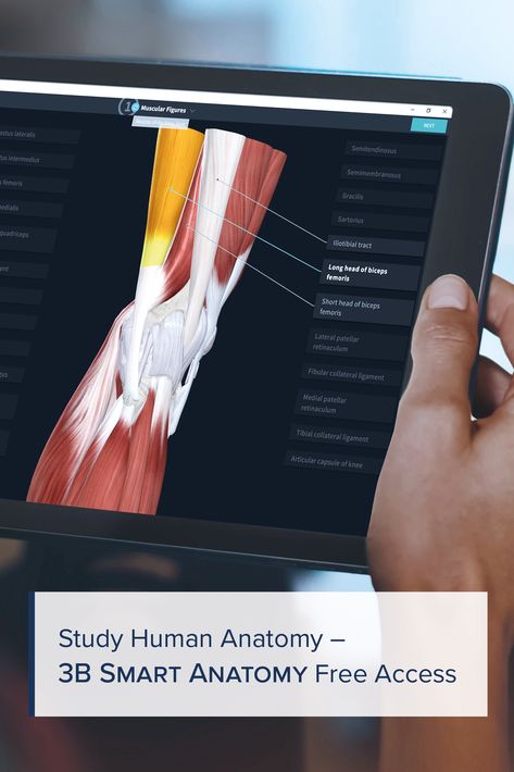 Free Anatomy Apps, Anatomy Apps Learning, Apps For Anatomy, Anatomy Apps, Anatomy App, Physical Therapy School, 3d Anatomy, Sms Language, Medical Student Study