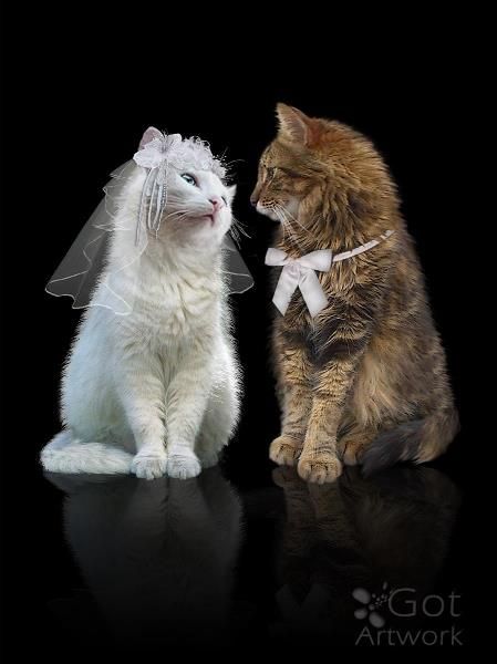 Cat Wedding Photography By Aura2000 - gotartwork.com Cat Wedding Dress, Cat In Wedding Dress, Cat Wedding Ideas, Cat Couples, Poo Bear, Cat Dressed Up, Calendar Poster, Cat Wedding, Cat Couple