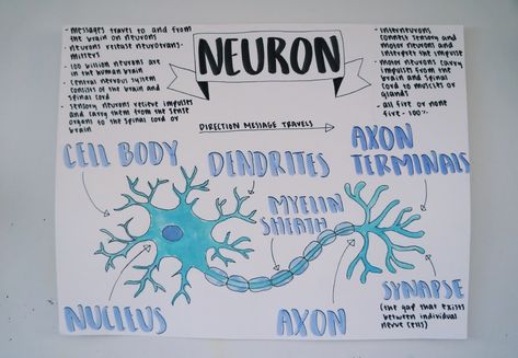 Neuron Diagram Aesthetic, Neuron Diagram, Cell Diagram, Chart Paper, Chart Ideas, Nerve Cell, Neurology, Biology, Quick Saves