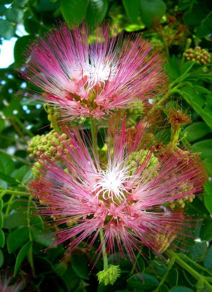 Samaan Samanea saman Faerie Witch, Samanea Saman, Persian Silk Tree, Rain Tree, Rare Orchids, Unusual Flowers, Favorite Flower, Unique Trees, Annual Plants