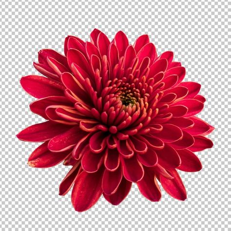 Green Screen Effects Videos Design, Flowers Blooming, Flower Iphone Wallpaper, Japan Tattoo, Chrysanthemum Flower, House Art, Nature Flowers, Couple Songs, Nature Garden