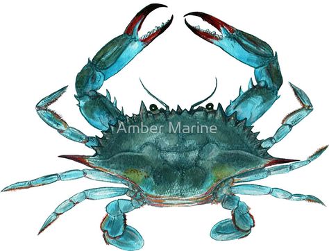 Crab Pictures, Blue Crab Watercolor, Crab Watercolor, Crab Illustration, Crab Painting, Turquoise Watercolor, Watercolor Mandala, Crab Art, Crab Print