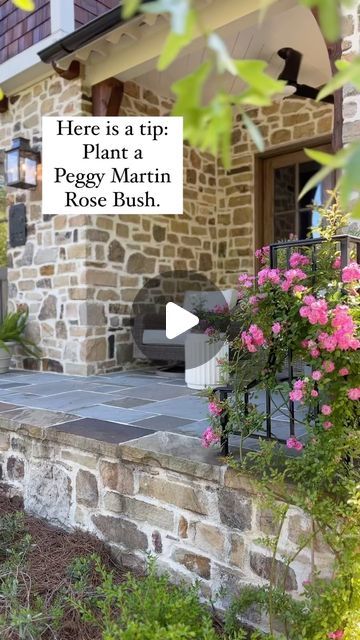 Courtney Ingalls Cornutt on Instagram: "I planted a little Peggy Martin rose bush just last year. And oh my goodness if it’s not the most beautiful thing in my yard now.  It’s amazing how much it has grown.  Plant some!" Peggy Martin Rose, The Pilgrim Climbing Rose, A Single Rose Can Be My Garden Quotes, Peggy Martin Rose Climbing, Propogate Roses, Peggy’s Cove Lighthouse, Coming Up Roses, Rose Bush, Climbing Roses