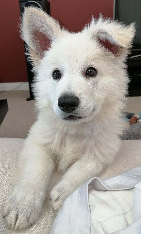 Bolt Disney, White Fluffy Dog, Calming Aesthetic, Small Puppy, White German Shepherd, Psy I Szczenięta, White Puppies, Really Cute Dogs, Pretty Dogs