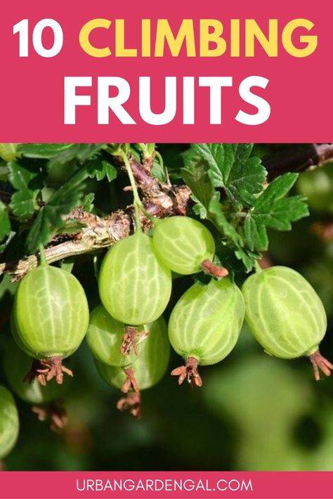 Climbing fruits look great growing on a pergola or trellis. Here are 10 easy fruit plants to grow in your backyard. #climbingplants #fruitgardening #gardening Climbing Flowers Trellis, Climbing Plants Fast Growing, Climbing Plants Fence, Fast Growing Fruit Trees, Container Gardening Fruit, Grow Vertically, Vine Fruit, Door Projects, Indoor Vegetables