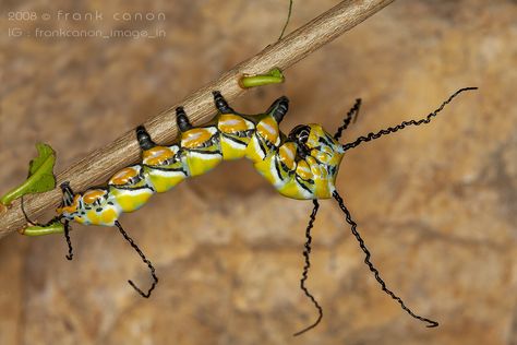 Brahmaea hearseyi, caterpillar L4 (Vietnam) | _MG_1459 | Frank Deschandol | Flickr Dragonhead Caterpillar, Atlas Moth Caterpillar, Chinese Bush Brown Caterpillar, Eastern Tent Caterpillar, Caterpillar Becomes Butterfly, Caterpillar, Vietnam, Insects, The Incredibles