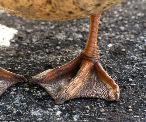 The Beauty of Webbed Feet | BirdNote Beauty Web, Feet Drawing, Duck Feet, Step Drawing, Mallard, Step By Step Drawing, Bird Species, Texture Art, Ducks