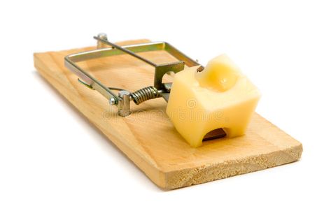 Mouse trap. With cheese - isolated on white , #SPONSORED, #trap, #Mouse, #cheese, #white, #isolated #ad Wasp Nest Removal, Getting Rid Of Mice, Hemel Hempstead, Rat Traps, Wasp Nest, Diy Pest Control, Flea Prevention, Best Pest Control, Bug Control