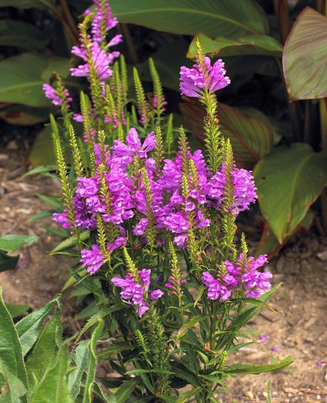 OBEDIENT PLANT: An easy-care native, (Physostegia virginiana) is prized for its tall spikes of pink or white snapdragon-like blooms that appear from June until September. This sun-lover can become invasive, soevery two to three years to keep it in check. Variety 'Vivid', shown here, is a compact form that grows 1-2 feet tall with dark pink blooms.Light: Full sun or part sunWater: Plant in wet soil, or water frequently Best Perennials For Shade, Rain Garden Design, Obedient Plant, Rain Gardens, Bog Plants, Hardy Hibiscus, Bog Garden, Small Yellow Flowers, Shade Gardens