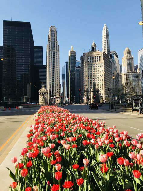 Ipad Makeover, Michigan Avenue Chicago, Michigan Avenue, Pretty Flowers, Spring Time, Tulips, Michigan, Vision Board, Chicago