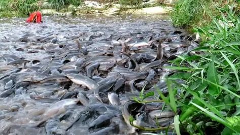 LegacyTips Cost of Feeding 500 Catfish in Nigeria Are you into fishery and aquaculture prodution and then looking forward to finding out the cost of feeding 500 catfish in Nigeria? The catfish industry has gotten a lot of press over the years, and… Read More Cost of Feeding 500 Catfish in Nigeria LegacyTips Fish Farming Ponds, Catfish Farming, Pond Construction, Salmon Farming, Pond Aerator, Building A Pond, Farming Business, Fish Feed, Poultry Farm