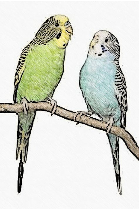 Parakeet Drawing Simple, Budgerigar Drawing, Parotts Bird Drawing, Parakeet Drawing, Budgie Drawing, Parrots Drawing, Parrot Drawing, Parakeets, The Natural World