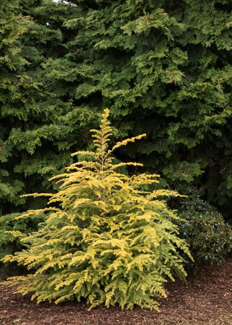 Tsuga Canadensis, Eastern Hemlock, Russian Princess, Monterey Cypress, Bigleaf Hydrangea, Monrovia Plants, Dappled Willow, Fountain Grass, Plant Catalogs