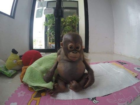 Cute Monkey Pictures, Baby Orangutan, Monkey Pictures, Funny Animal Photos, Goofy Pictures, Monkeys Funny, Cute Monkey, Baby Monkey