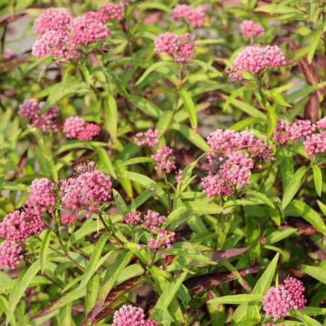 13 Native Flowers for Illinois [Top Species] - Pond Informer Sensitive Plant, Native Plants, Illinois, Perennials, Nativity, Planting Flowers, Wild Flowers, Seeds, Flowers