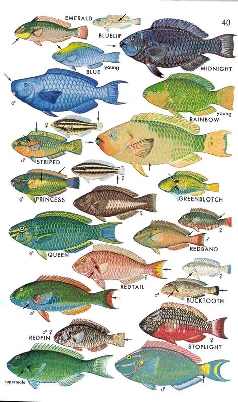 speciation - parrotfish Parrotfish Tattoo, Parrotfish Illustration, Fish Chart, Animals Name In English, Animal Infographic, Fish Information, Parrot Fish, Deep Sea Creatures, Fish Illustration