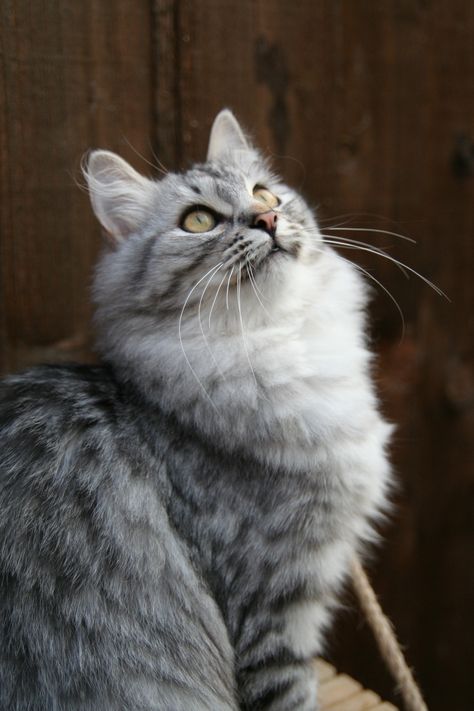 Silver Siberian Kittens - Silver Siberian Cats - cats Siberian Forest Cat, Siberian Forest, Siberian Kittens, Serious Cat, Siberian Cats, Respiratory Infection, Siberian Cat, Forest Cat, Old Cats