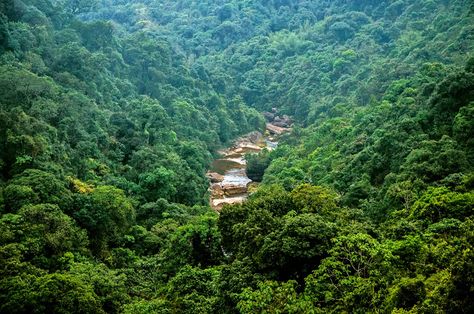 Meghalaya Subtropical Forests | One Earth Primitive Tree, Biodiversity Conservation, Sacred Groves, Forest Grove, Bay Of Bengal, Northeast India, Iphone Video, Land Use, Ancient Tree