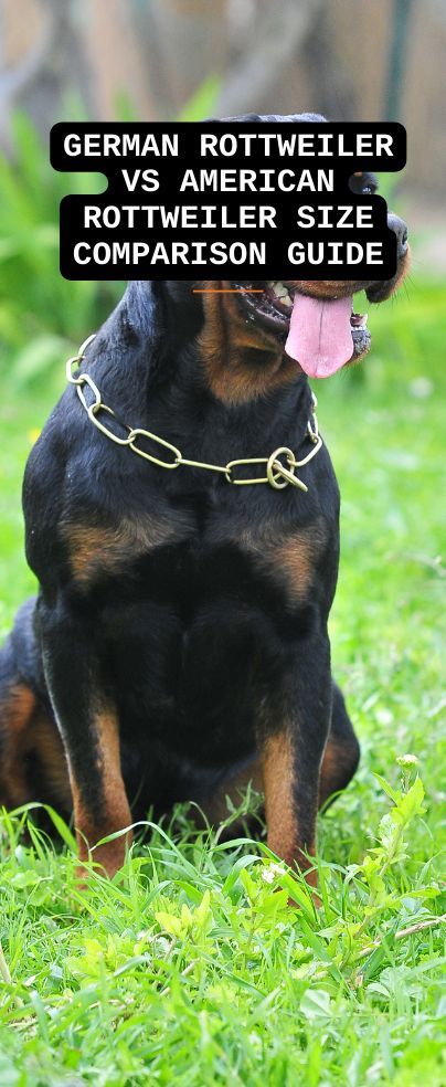 When looking at a German Rottweiler vs American Rottweiler size, you will easily note that they are not quite the same, with some interesting differences. Understanding the differences between the two breeds will help you make a better decision. American Rottweiler, German Rottweiler Puppies, German Rottweiler, German Dog Breeds, Rottweiler Breed, Rottweiler Love, Popular Dog Breeds, Rottweiler Puppies, Rottweiler Dog