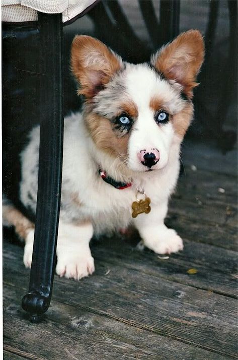 Mini Australian Shepherds, Corgi Mix, Love My Dog, Blue Merle, Pembroke Welsh Corgi, Corgi Dog, Welsh Corgi, A Puppy, Australian Shepherd