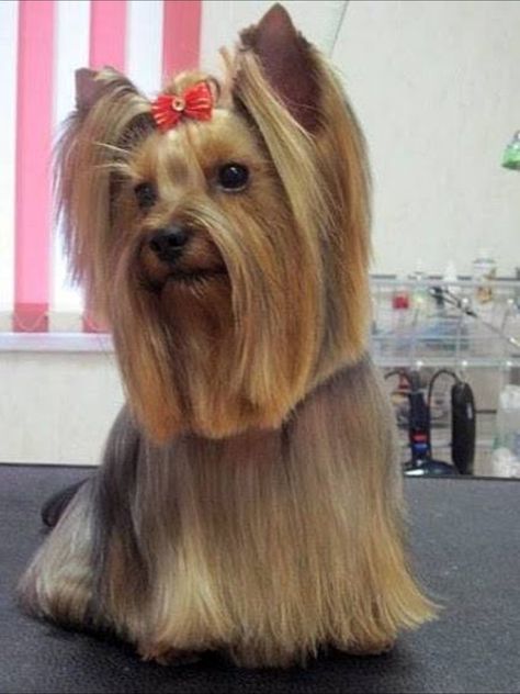 Yorkie Long Hair, Dogs Collage, Male Yorkie, Yorkie Hair, Yorkshire Terrier Grooming, Yorkie Cuts, Yorkie Hairstyles, Yorkie Haircuts, Puppy Cut