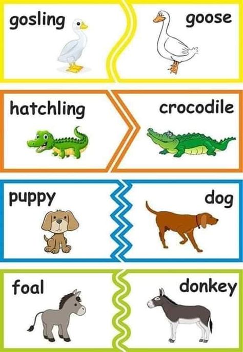 Young Ones Of Animals, English Created Resources, Animals And Their Babies, Animals Name In English, Mother And Baby Animals, Baby Animal Names, Reading Comprehension Lessons, Animal Art Projects, Animal Worksheets