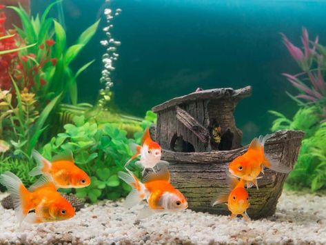 Large Fish Tanks, Goldfish Aquarium, Goldfish Tank, Home Aquarium, Aquarium Design, Fish Swimming, Aquarium Decor, Saltwater Aquarium, Aquarium Decorations