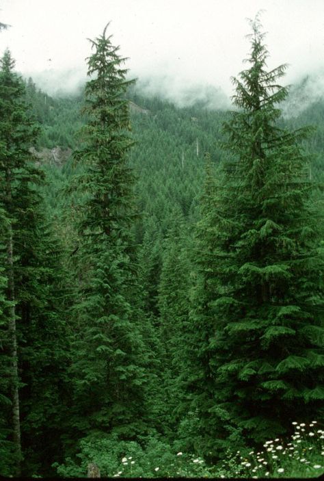 The Western Hemlock is Washington State's tree. Washington State Tattoos, Hemlock Tree, Western Hemlock, Washington State History, Spruce Trees, Washington State Parks, Tree Tunnel, Seattle Homes, Street Trees