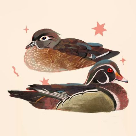 Ash on Instagram: "Wood ducks for today's #avianaugust2022 ✨ #avianaugust #procreateillustration #woodducks #ornithology #procreatepainting #aixsponsa #birds" Duck Illustration Vintage, Wood Duck Drawing, Vintage Bird Art, Wood Duck Tattoo, Wood Duck Painting, Cute Duck Art, Duck Keeping, Illustration Career, Duck Illustration