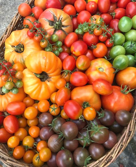 Tomato Harvest, Vegetables Photography, Green Vegetables, Heirloom Tomatoes, Fruit Garden, Persimmon, Kitchen Garden, Medicinal Plants, Garden Inspired