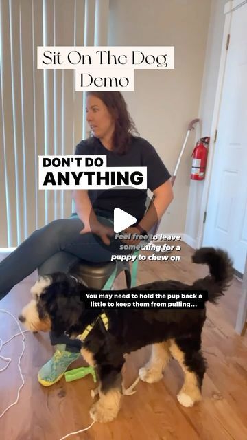 Sarah Crozier l Dog Trainer on Instagram: "Sit on the dog— here’s a demo with a puppy that has never done the exercise before. (Ps the last section is from my troubleshooting reel and was cut in poorly, the 5 minutes the next day is part of how we build the time to 30 minutes when a dog struggles with being calm for the whole time) 1. Sat down on the leash— gave the puppy something to chew on 2. Held the leash back to keep puppy from pulling away(and you can do this to keep the leash out of the pup’s mouth!) 3. Waited for the pup to lay down… didn’t take too long!(yay) 4. Set my timer for 30 minutes and let the pup get some 💤 What questions do you have? Post them in the comments or bark at my dm’s! #sitonthedog #calmdog #puppy #bernadoodle #scotchpinesdogtraining" Dog Model, What Questions, Dog Things, Pet Ideas, Calm Dogs, Dog Modeling, Dog Activities, What If Questions, A Puppy