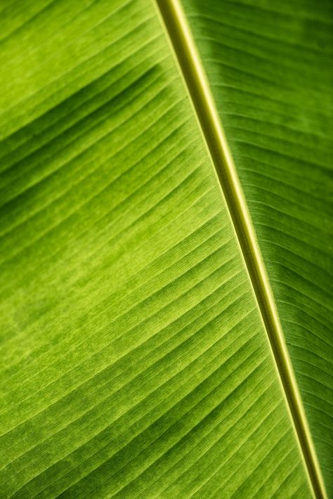 Close up of a big green banana leaf | free image by rawpixel.com / Kut Wall Shadow, Leaf Shadow, Nature Photography Flowers, Kalamkari Painting, Tropical Background, Green Banana, Banana Tree, Slytherin Aesthetic, Orange Walls