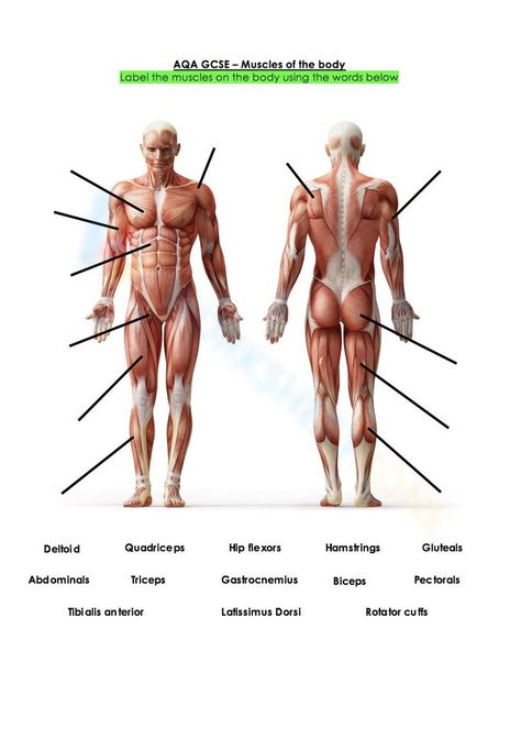 Muscles Names Anatomy, Muscle Labeling Worksheet, Muscular System Anatomy Worksheet, Muscles Origin And Insertion, Muscle Origin And Insertion Chart, Muscle System, Muscular System, Health