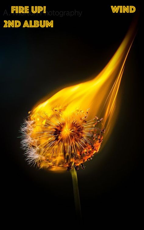 Burning Dandelion, Burning Flowers, Fire Aesthetic, Fire And Desire, Easy Photography Ideas, A Dandelion, Fire Photography, Red Girl, Adequate Sleep