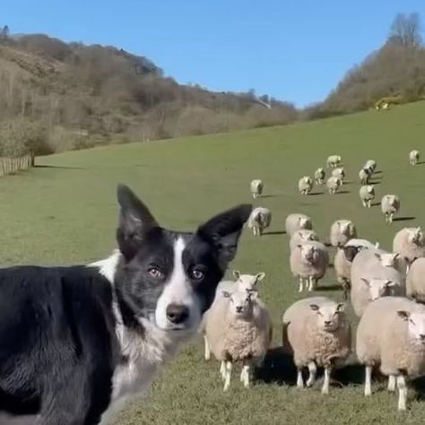 RAWR SZN on Instagram: "Skilled dog herds a flock of sheep Border Collies excel at herding sheep due to training and natural skills. Smart and agile, they manage sheep using eye contact, body language, and barking. With early learned commands, they work closely with handlers for efficient herding. 🎥 @seanthesheepman7 - #bordercollie #farm #wildlife #animals #nature #rawrszn" Flock Of Sheep, Border Collie Dog, Border Collies, Village Life, Wildlife Animals, November 17, Eye Contact, Body Language, Early Learning