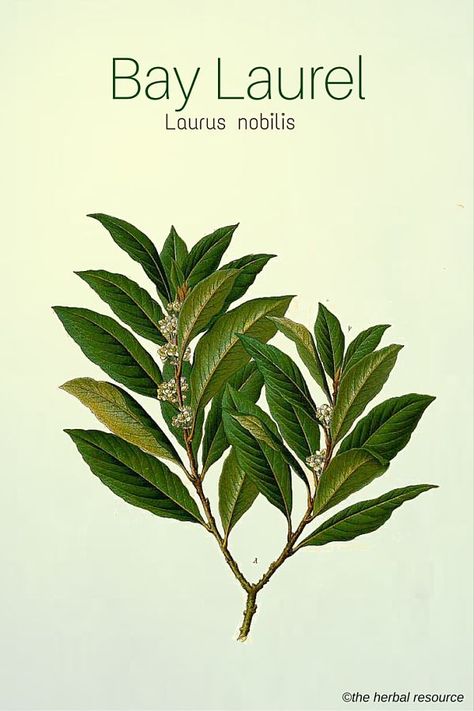 Laurus nobilis, "Bay Laurel". Grows 7-16 ft. Repels insects and is used in cooking. Plant in a pot to keep it smaller? Laurel Plant, Illustration Botanique Vintage, Herb Art, Bay Laurel, Laurus Nobilis, Framed Botanical Prints, Bay Tree, Illustration Botanique, Botanical Illustration Vintage