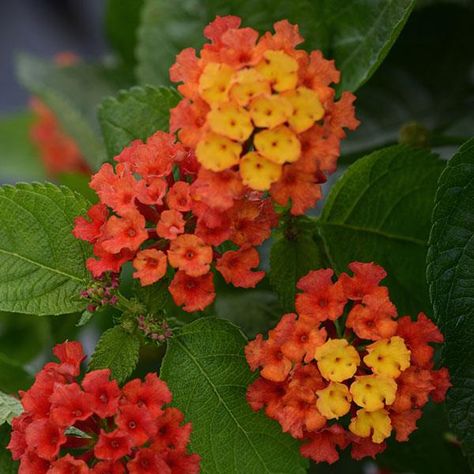 Red Lantana, Lantana Plant, Rooting Hormone, Orange Blossoms, Cottage Farm, White Flies, Soil Ph, Plant Growth, Orange Blossom