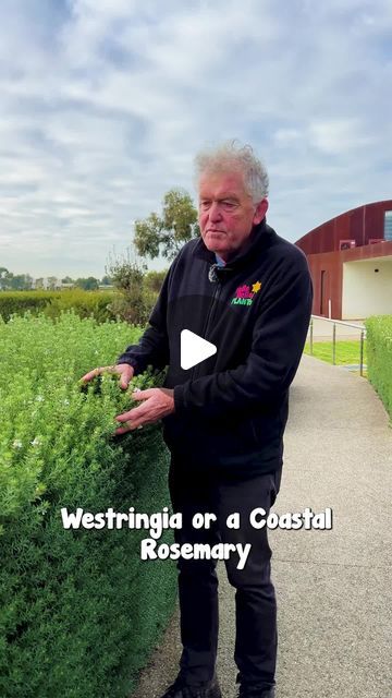 Hello Hello Plants on Instagram: "Coastal Rosemary is a hardy and attractive small shrub or hedge known for its remarkable versatility with white flowers.
Shop TODAY👇
https://www.thetutuguru.com.au/shop/buy-westringia-coastal-native-rosemary/

#hellohelloplants #coastalrosemary #melbourne #australia #nursery" Rosemary Hedge Design, Coastal Native Garden, Rosemary Hedge Front Yards, Westringia Hedge, Native Rosemary, Australia Nursery, Rosemary Hedge, Coastal Rosemary, Landscaping Around House