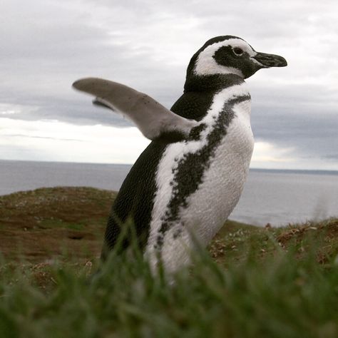 The Magellanic penguin (Spheniscus magellanicus) is a South American penguin, breeding in coastal Argentina, Chile and the Falkland Islands, with some migrating to Brazil where they are occasionally seen as far north as Rio de Janeiro. It is the most numerous of the Spheniscus penguins. The Magellanic penguin was named after Portuguese explorer Ferdinand Magellan, who spotted the birds in 1520. We can see them as part of our trip AUSTRAL SOUTH AMERICA #adventurer #eltitilife #outdoor Magellanic Penguins, Magellanic Penguin, Ferdinand Magellan, Penguin Love, Falkland Islands, Different Aesthetics, Shorebirds, Oc Ideas, Narwhal